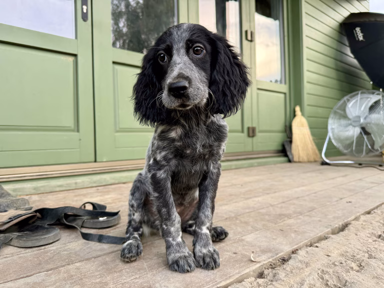 Aki, the English setter of Ferma Lipovenesc, as a puppy