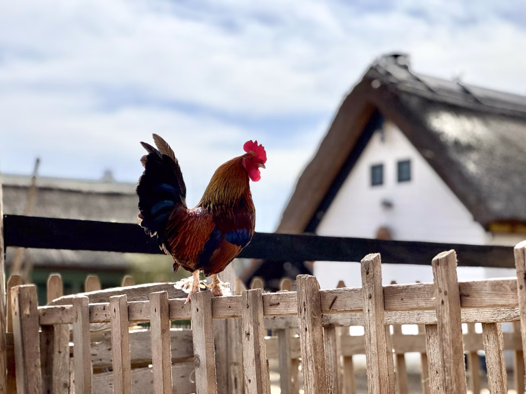 Curious rooster perched on the fence of Ferma Lipovenesc in Jurilovca