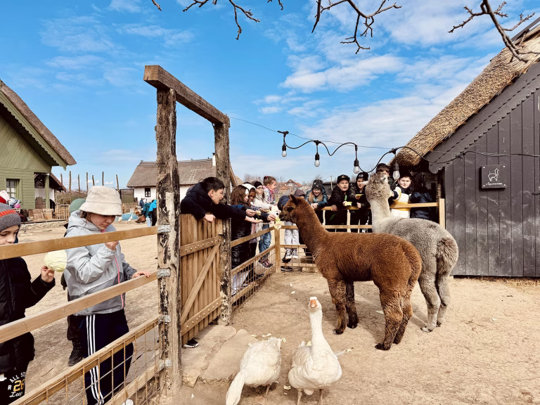 Children feeding the alpacas Piciu and Nino during Școala Altfel in Jurilovca