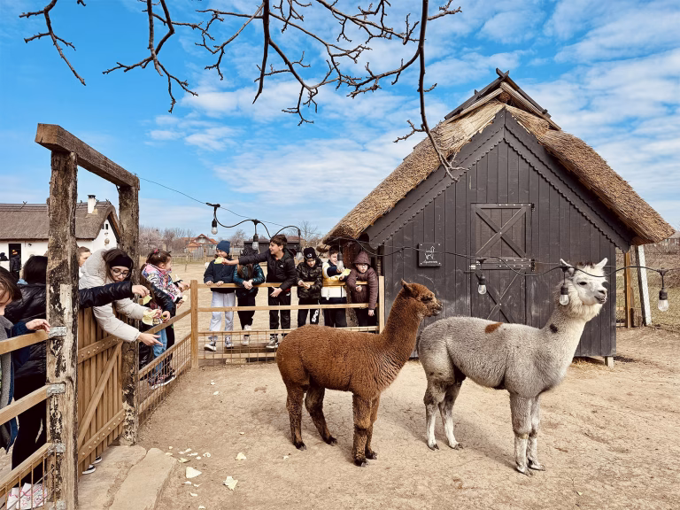 Children with the alpacas Piciu and Nino in the farm yard, during Școala Altfel in Jurilovca