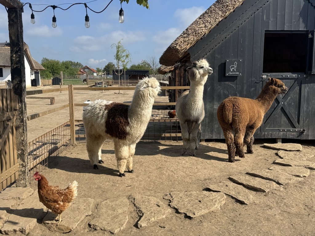 copii hrănesc alpaca și capre pitice în cadrul Săptămânii Verzi Constanța 