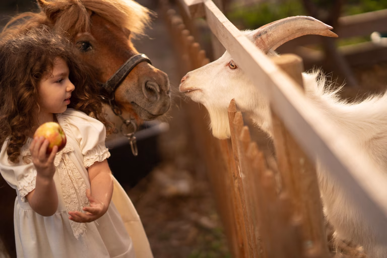 Little girl feeding a goat in the yard of Ferma Lipovenesc during Școala Altfel