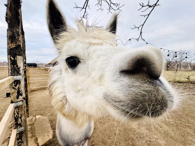 Nino the alpaca in a funny portrait, in the yard of Ferma Lipovenesc