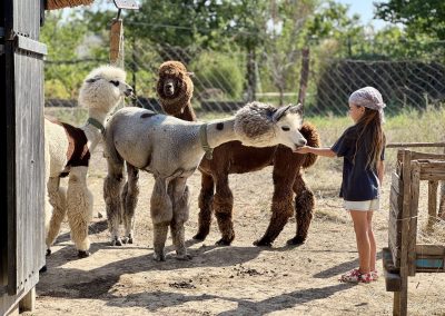 gospodarie traditionala Jurilovca - alpaca