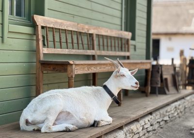 curtea lipovenesc ferma traditionala