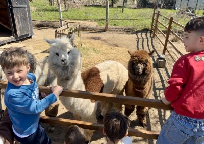 gospodarie traditionala Jurilovca - alpaca