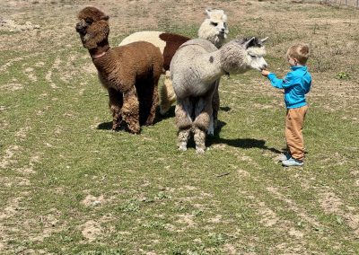 gospodarie traditionala Jurilovca - alpaca