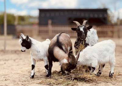 curtea lipovenesc ferma traditionala