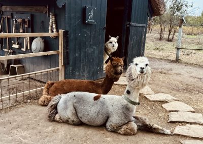 gospodarie traditionala Jurilovca - alpaca