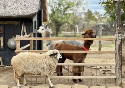 gospodarie traditionala Jurilovca - alpaca