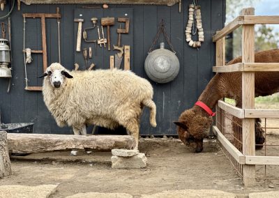 gospodarie traditionala Jurilovca - alpaca