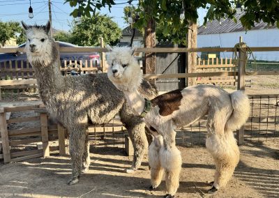 gospodarie traditionala Jurilovca - alpaca