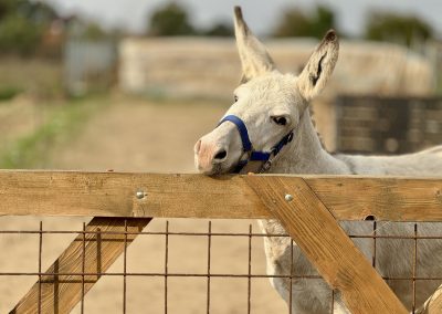 curtea lipovenesc ferma traditionala