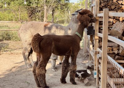 gospodarie traditionala Jurilovca - alpaca