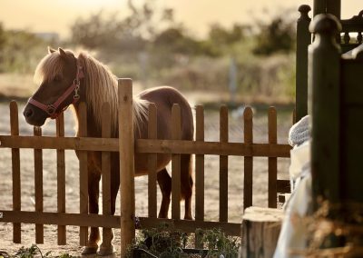 curtea lipovenesc ferma traditionala