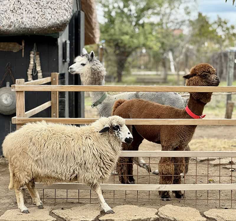Alpaca și oițe la ferma Lipovenesc