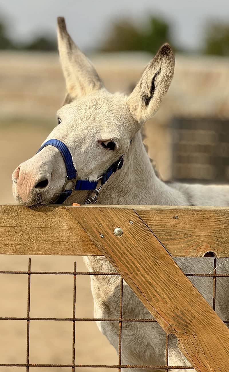 Vacanta ca la bunici magar alb