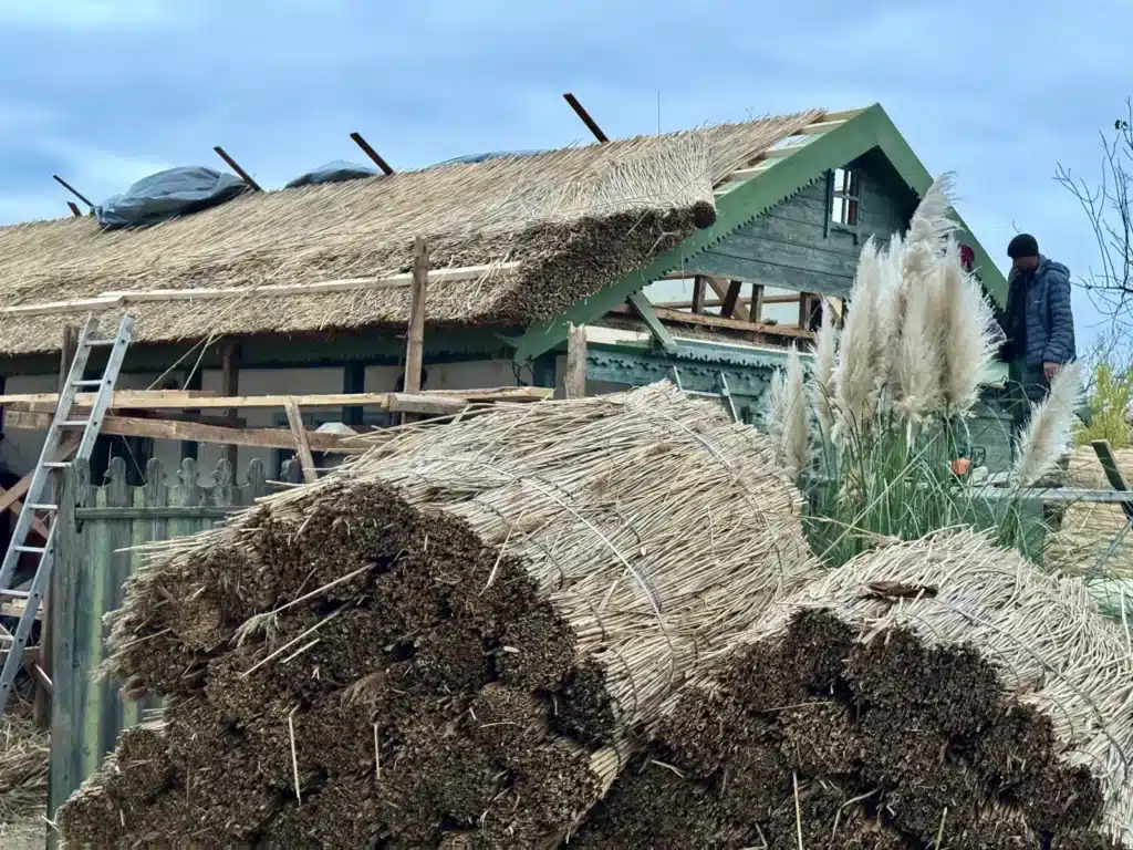 Snopi de stuf din Delta Dunării pregătiți lângă casa veche din 1893, cu acoperișul de stuf pe jumătate gata în spate