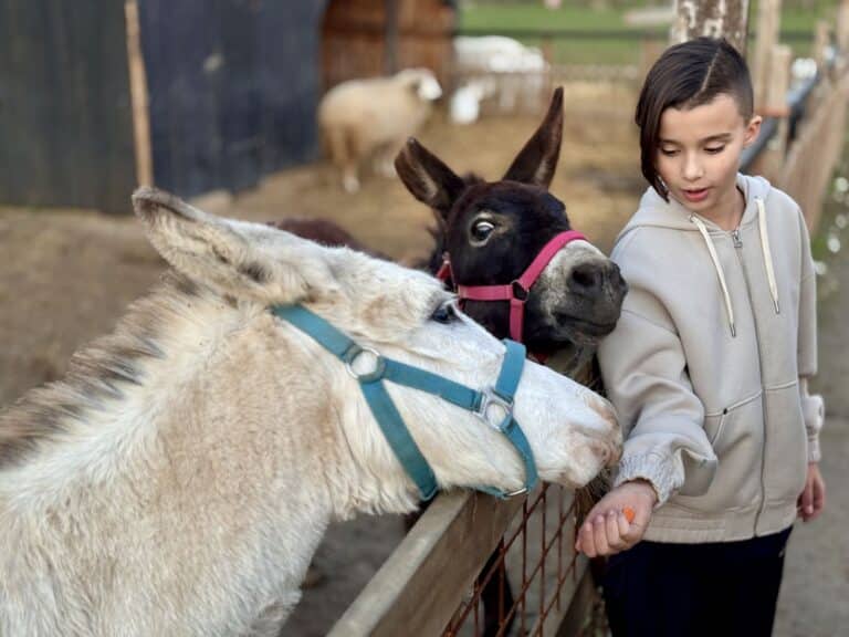 Boy feeding and stroking the donkeys of Ferma Lipovenesc at the fence