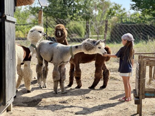 Fetiță care mângâie alpacalele în țarcul Fermei Lipovenesc din Jurilovca