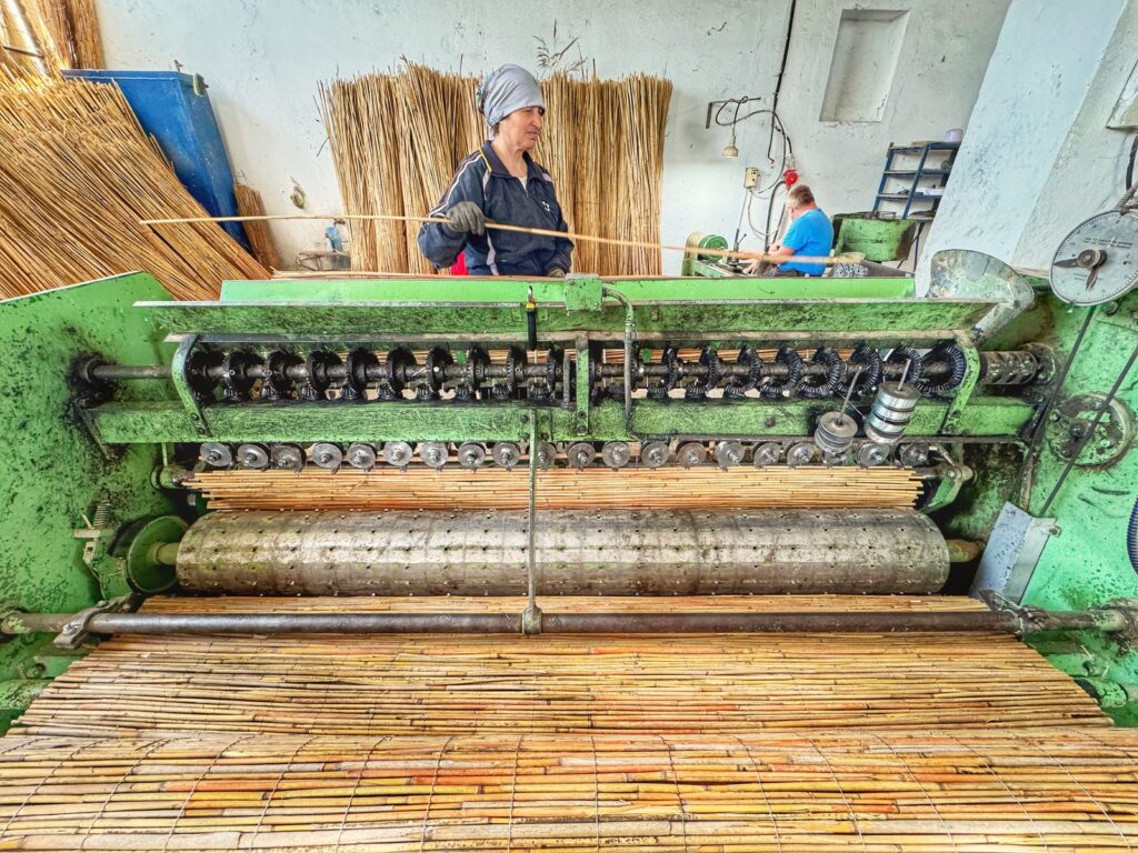 Rogojină din stuf ieșind din mașina veche a fabricii lui Dobrin Tănase, cu o lucrătoare care așază stuful