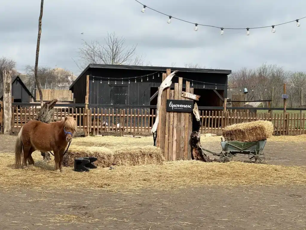 Poneiul mini Shetland Bamby în curtea Fermei Lipovenesc din Jurilovca, lângă baloți de paie și o căruță veche